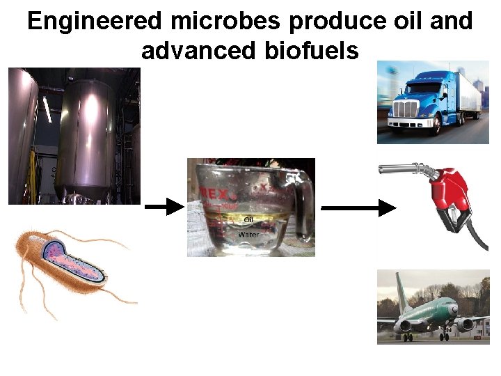 Engineered microbes produce oil and advanced biofuels 
