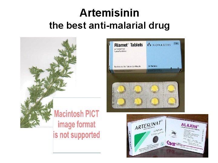 Artemisinin the best anti-malarial drug 