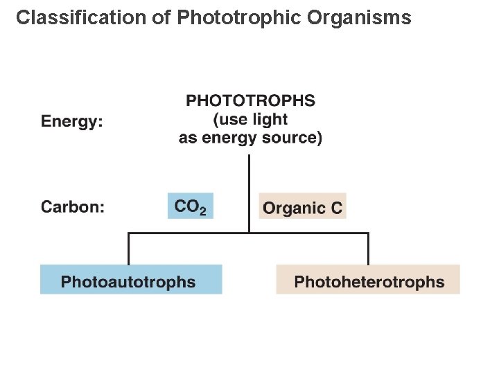 Classification of Phototrophic Organisms 