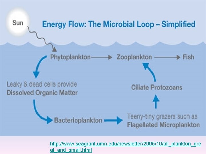 http: //www. seagrant. umn. edu/newsletter/2005/10/all_plankton_gre at_and_small. html 
