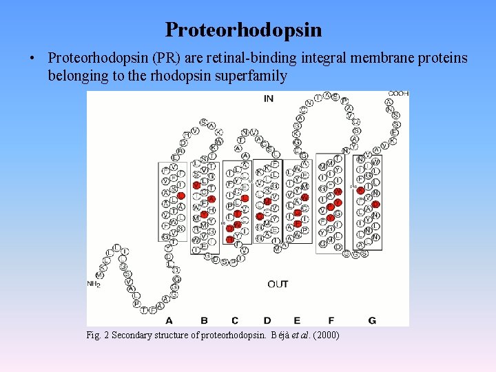 Proteorhodopsin • Proteorhodopsin (PR) are retinal-binding integral membrane proteins belonging to the rhodopsin superfamily
