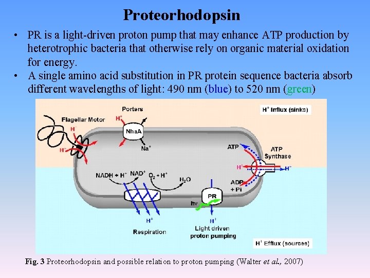 Proteorhodopsin • PR is a light-driven proton pump that may enhance ATP production by