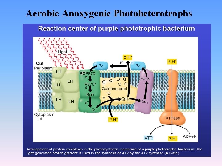 Aerobic Anoxygenic Photoheterotrophs 