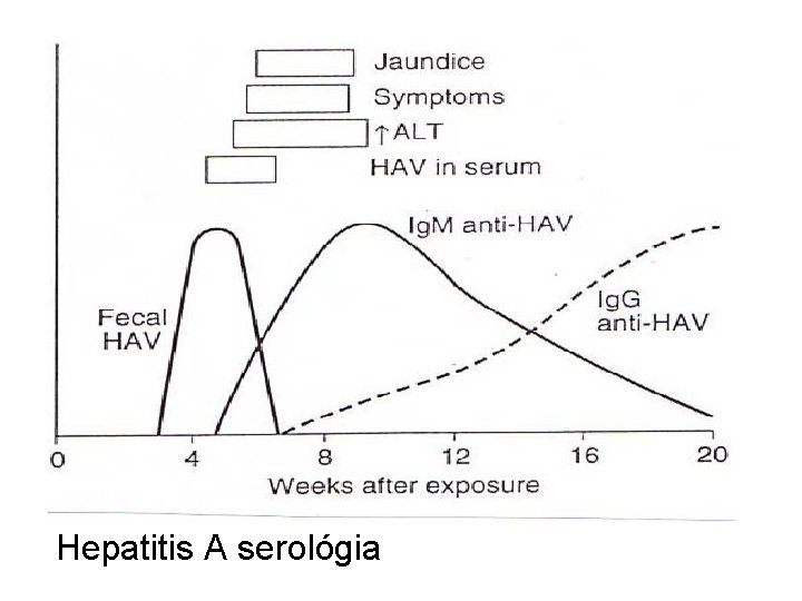 Hepatitis A serológia 