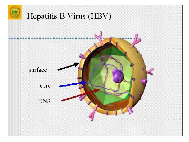 Hepatitis B Virus (HBV) surface core DNS 