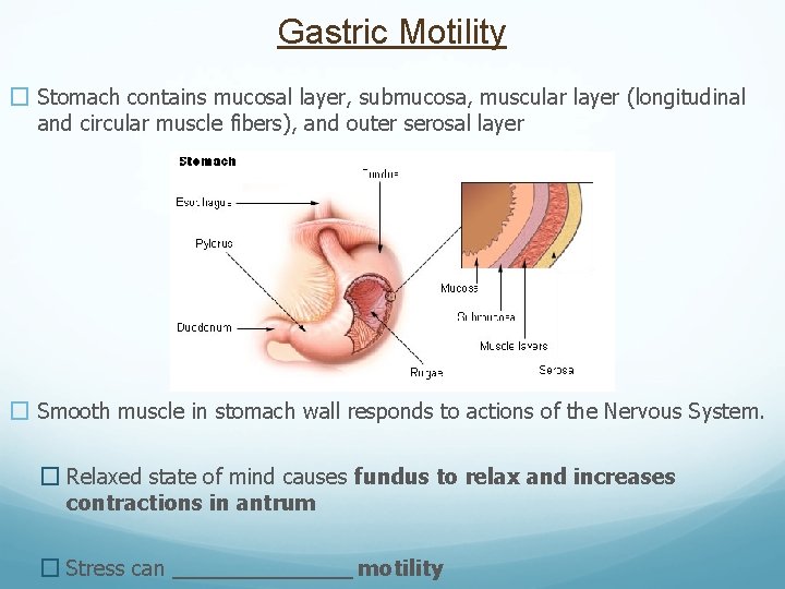 Gastric Motility � Stomach contains mucosal layer, submucosa, muscular layer (longitudinal and circular muscle