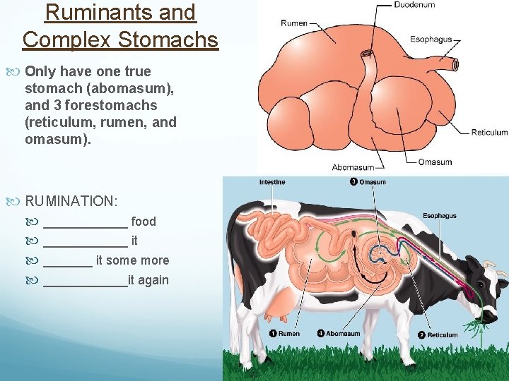 Ruminants and Complex Stomachs Only have one true stomach (abomasum), and 3 forestomachs (reticulum,