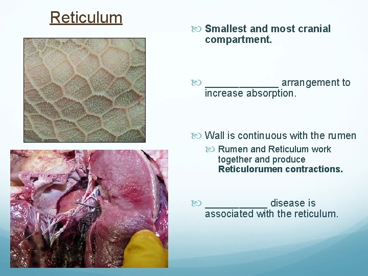 Reticulum Smallest and most cranial compartment. _______ arrangement to increase absorption. Wall is continuous