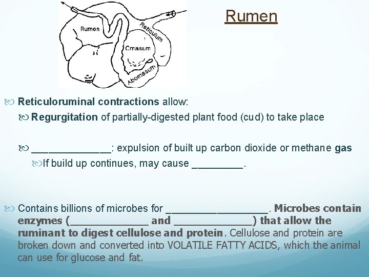 Rumen Reticuloruminal contractions allow: Regurgitation of partially-digested plant food (cud) to take place _______: