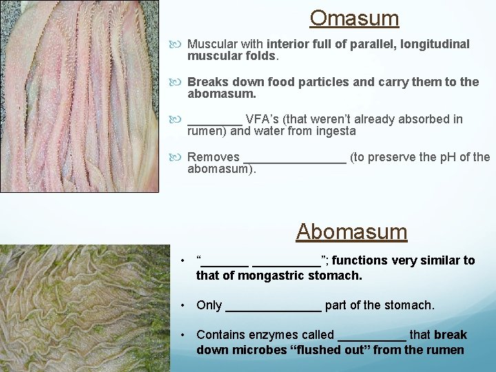 Omasum Muscular with interior full of parallel, longitudinal muscular folds. Breaks down food particles