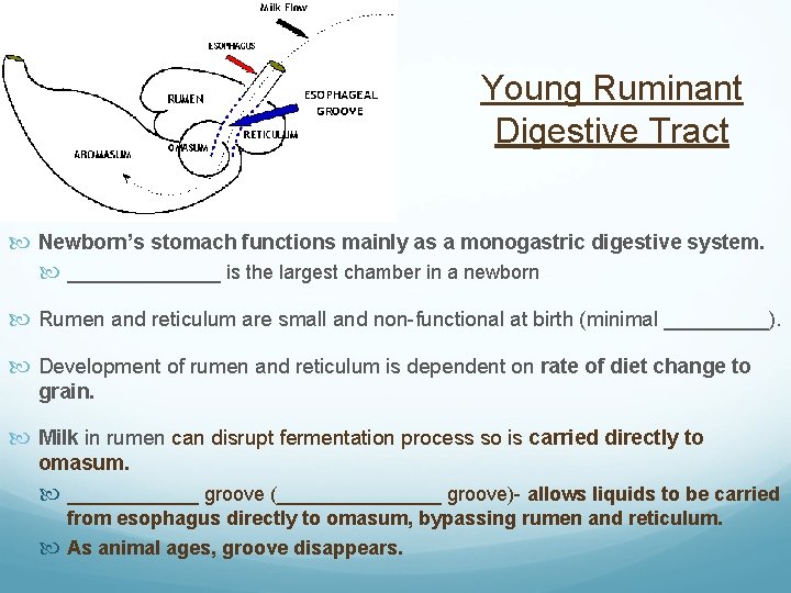 Young Ruminant Digestive Tract Newborn’s stomach functions mainly as a monogastric digestive system. _______