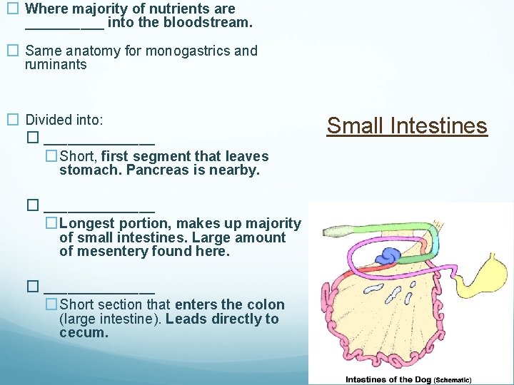 � Where majority of nutrients are _____ into the bloodstream. � Same anatomy for