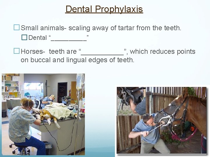 Dental Prophylaxis �Small animals- scaling away of tartar from the teeth. � Dental “_____”