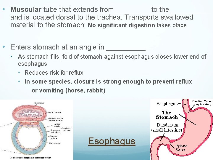  • Muscular tube that extends from _____to the _____ and is located dorsal