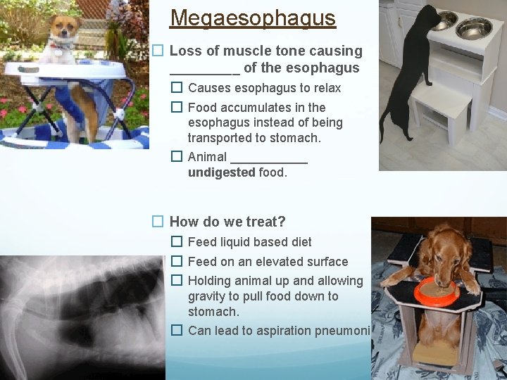 Megaesophagus � Loss of muscle tone causing _____ of the esophagus � Causes esophagus