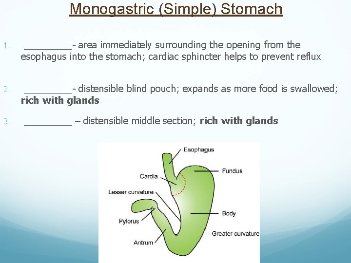 Monogastric (Simple) Stomach 1. _____- area immediately surrounding the opening from the esophagus into