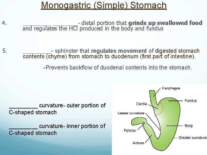 Monogastric (Simple) Stomach 4. _____- distal portion that grinds up swallowed food and regulates