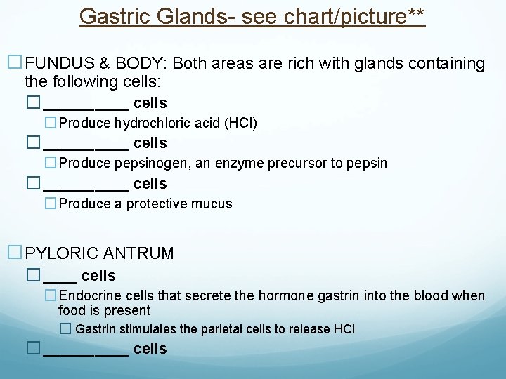Gastric Glands- see chart/picture** �FUNDUS & BODY: Both areas are rich with glands containing