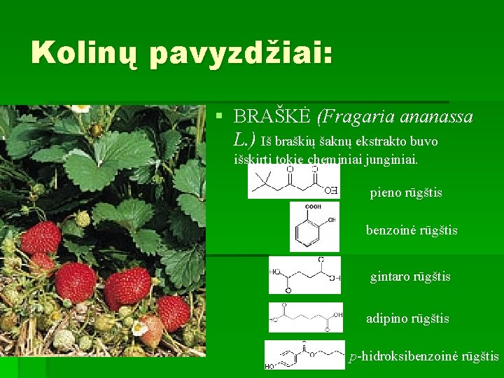Kolinų pavyzdžiai: § BRAŠKĖ (Fragaria ananassa L. ) Iš braškių šaknų ekstrakto buvo išskirti