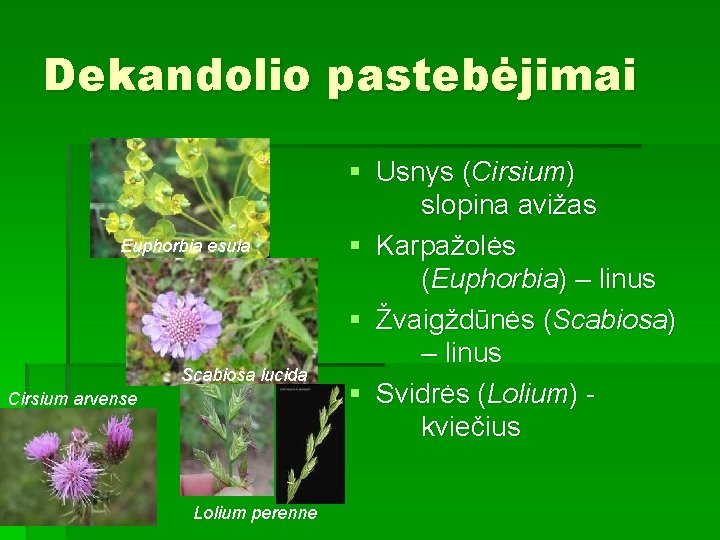 Dekandolio pastebėjimai Euphorbia esula Scabiosa lucida Cirsium arvense Lolium perenne § Usnys (Cirsium) slopina