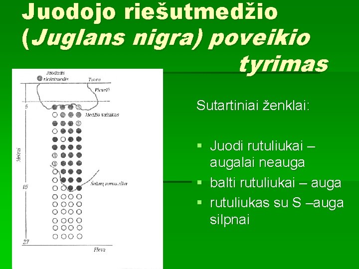 Juodojo riešutmedžio (Juglans nigra) poveikio tyrimas Sutartiniai ženklai: § Juodi rutuliukai – augalai neauga
