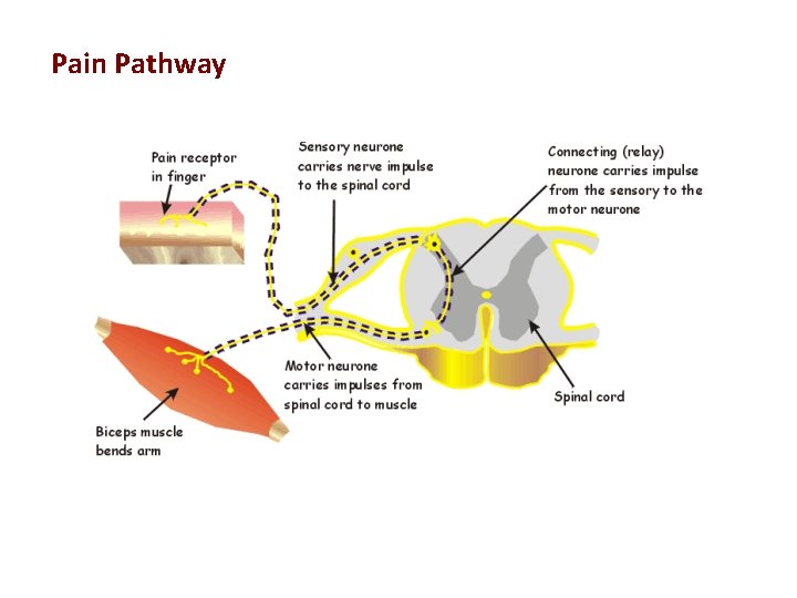 Pain Pathway 