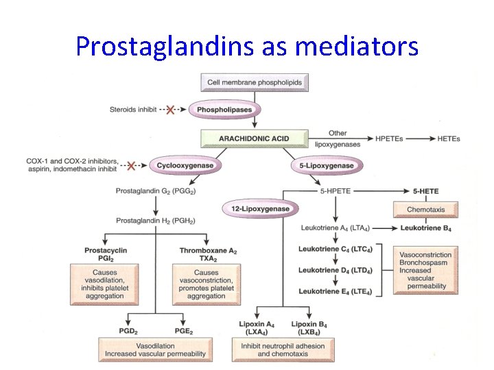 Prostaglandins as mediators √ 14 