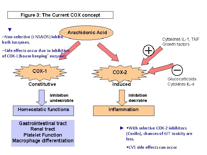 ▼ –Non-selective (t NSAIDS) inhibit both isozymes. –Side effects occur due to inhibition of