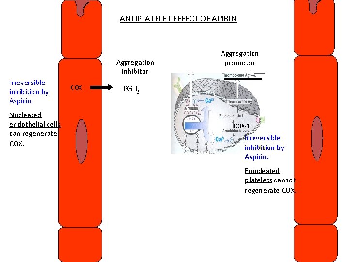 ANTIPLATELET EFFECT OF APIRIN Aggregation inhibitor Irreversible inhibition by Aspirin. Nucleated endothelial cells can