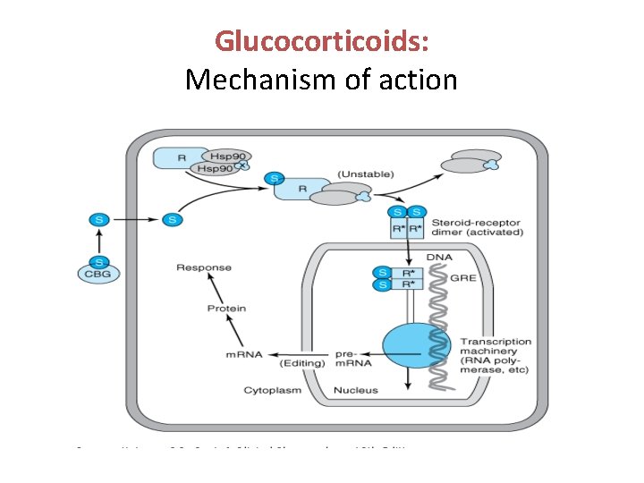 Glucocorticoids: Mechanism of action 