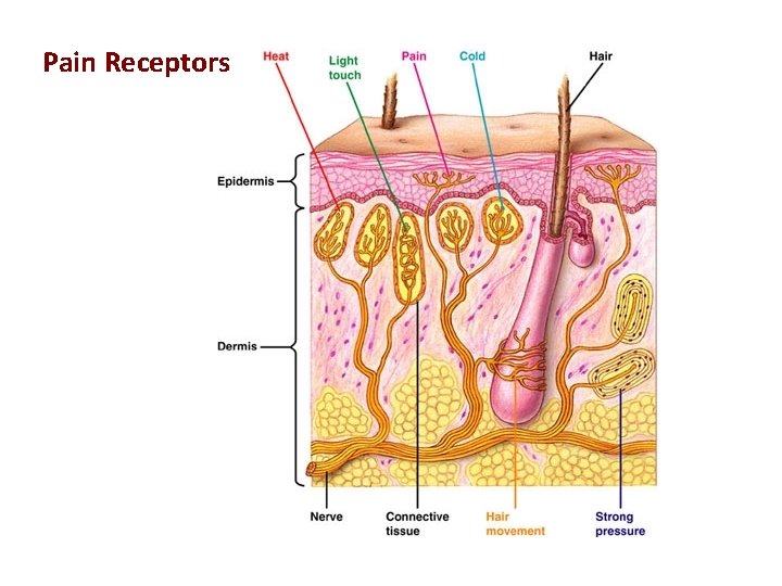 Pain Receptors 