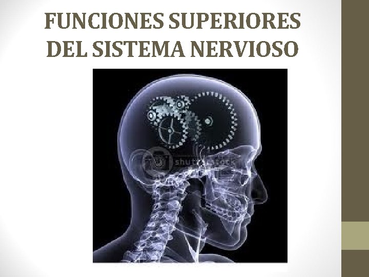 FUNCIONES SUPERIORES DEL SISTEMA NERVIOSO 