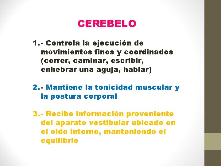 CEREBELO 1. - Controla la ejecución de movimientos finos y coordinados (correr, caminar, escribir,