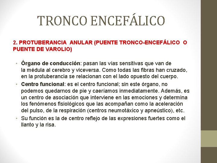 TRONCO ENCEFÁLICO 2. PROTUBERANCIA ANULAR (PUENTE TRONCO-ENCEFÁLICO O PUENTE DE VAROLIO) • Órgano de