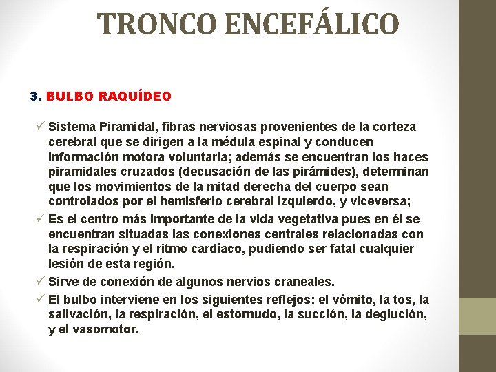 TRONCO ENCEFÁLICO 3. BULBO RAQUÍDEO ü Sistema Piramidal, fibras nerviosas provenientes de la corteza