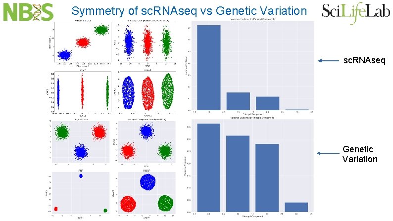 Symmetry of sc. RNAseq vs Genetic Variation sc. RNAseq Genetic Variation 