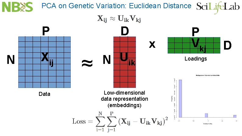 PCA on Genetic Variation: Euclidean Distance P N Xij Data D ≈ N Uik