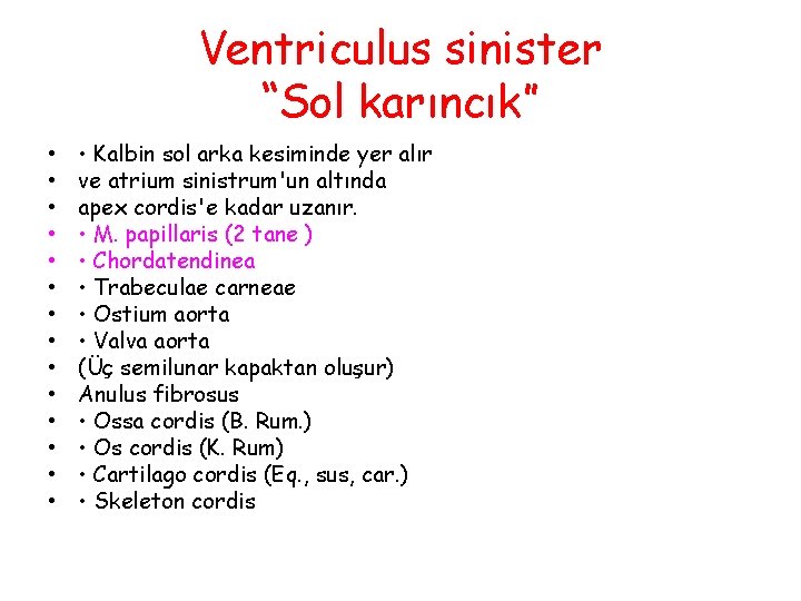Ventriculus sinister “Sol karıncık” • • • • Kalbin sol arka kesiminde yer alır