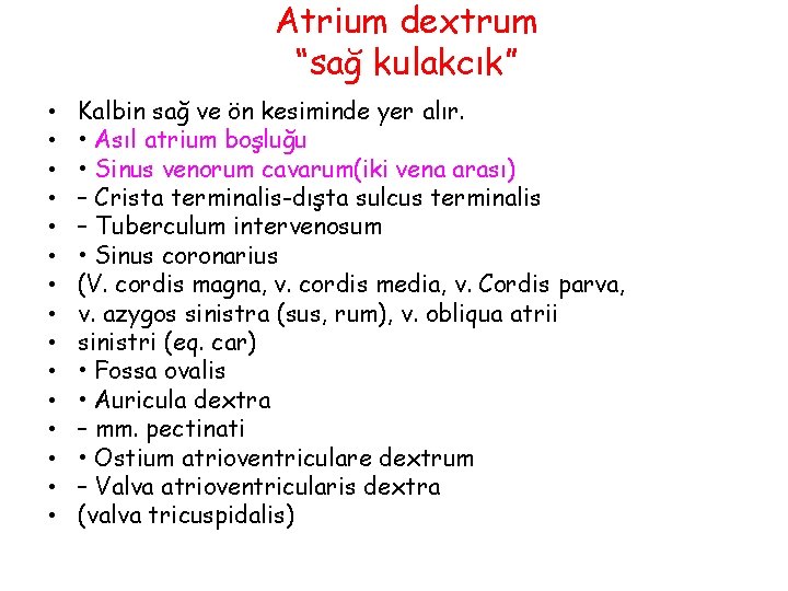 Atrium dextrum “sağ kulakcık” • • • • Kalbin sağ ve ön kesiminde yer