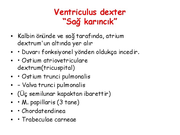 Ventriculus dexter “Sağ karıncık” • Kalbin önünde ve sağ tarafında, atrium dextrum'un altında yer