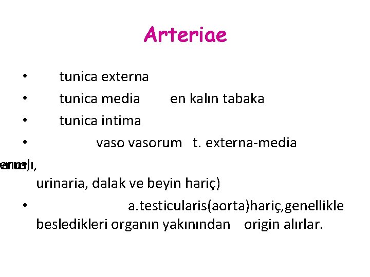 Arteriae • tunica externa • tunica media en kalın tabaka • tunica intima •