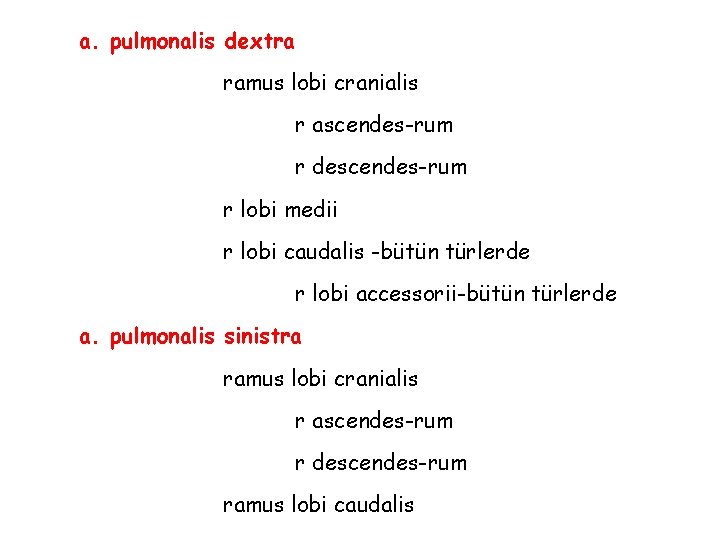 a. pulmonalis dextra ramus lobi cranialis r ascendes-rum r descendes-rum r lobi medii r