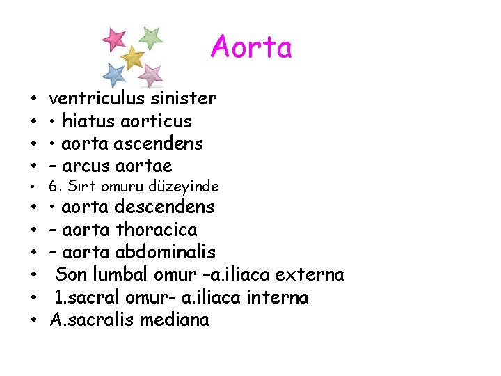 Aorta • • ventriculus sinister • hiatus aorticus • aorta ascendens – arcus aortae