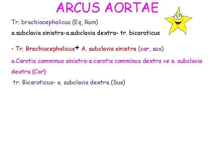 ARCUS AORTAE Tr. brachiocephalicus (Eq, Rum) a. subclavia sinistra-a. subclavia dextra– tr. bicaroticus •