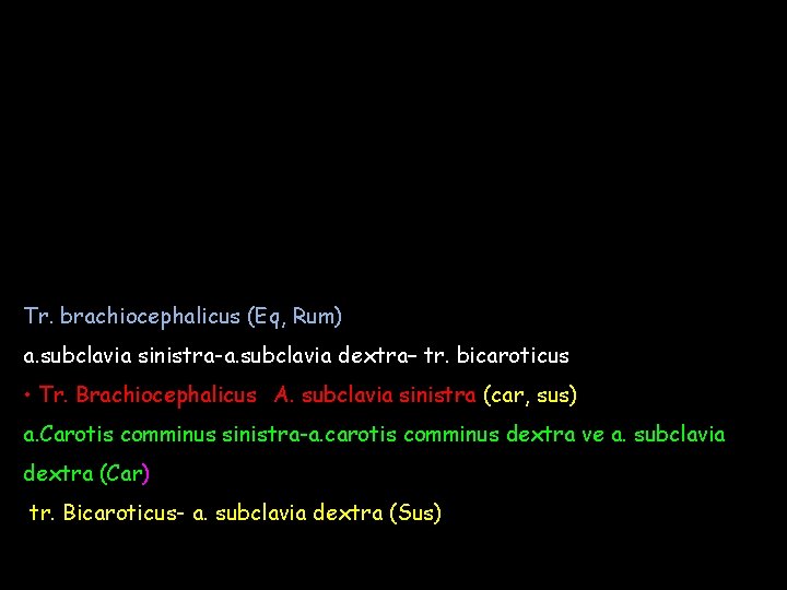 Tr. brachiocephalicus (Eq, Rum) a. subclavia sinistra-a. subclavia dextra– tr. bicaroticus • Tr. Brachiocephalicus+