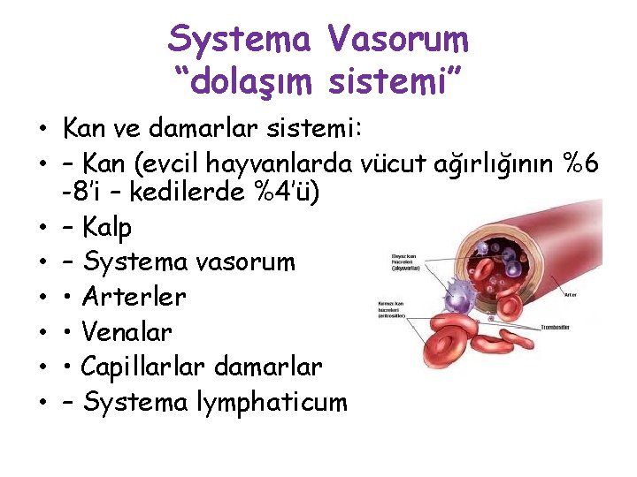 Systema Vasorum “dolaşım sistemi” • Kan ve damarlar sistemi: • – Kan (evcil hayvanlarda