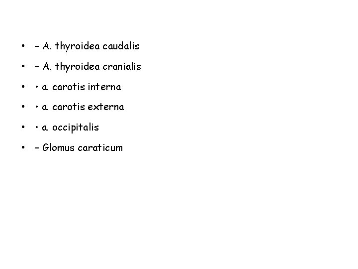  • – A. thyroidea caudalis • – A. thyroidea cranialis • • a.