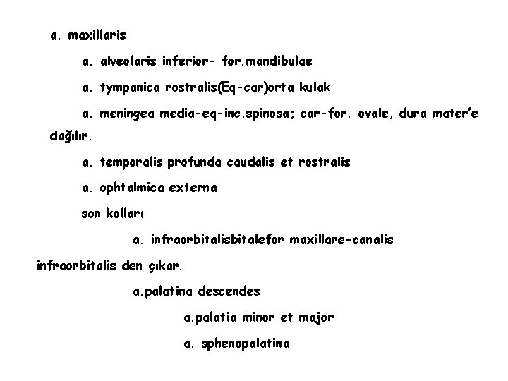 a. maxillaris a. alveolaris inferior- for. mandibulae a. tympanica rostralis(Eq-car)orta kulak a. meningea media-eq-inc.