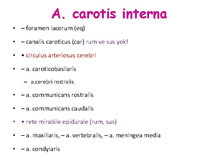A. carotis interna • – foramen lacerum (eq) • – canalis caroticus (car) rum