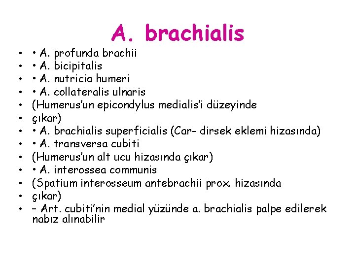  • • • • A. brachialis • A. profunda brachii • A. bicipitalis